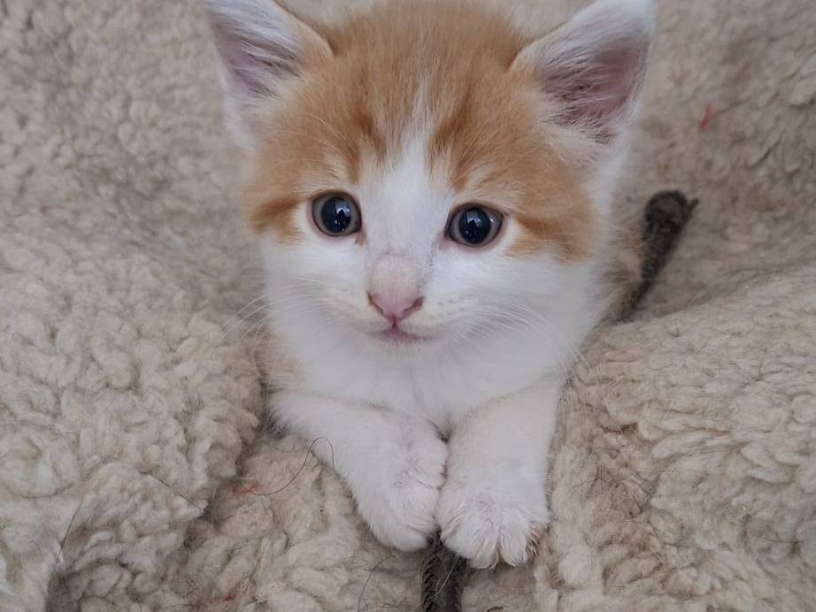 Adozione gatto, maschio, Razza sconosciuta Razza sconosciuta, 1 mese, taglia non valida, Taranto