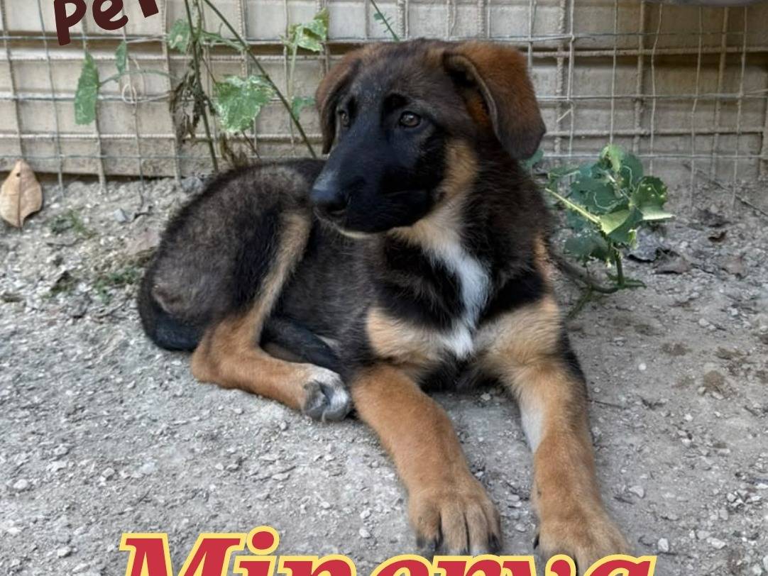 Adozione cane, femmina, Pastore tedesco Razza sconosciuta, 4 mesi, taglia grande, Asti