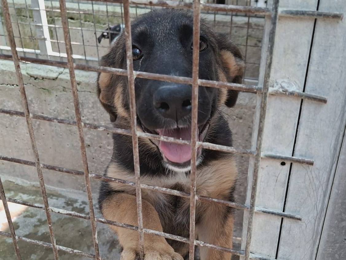 Adotta un cane, femmina, 4 mesi, Asti