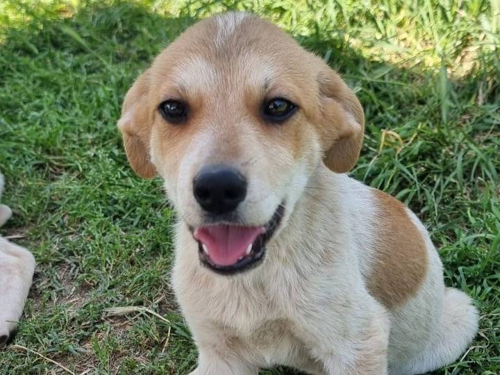 Adozione cane, maschio, Razza sconosciuta Razza sconosciuta, 2 mesi, taglia media contenuta, Pavia