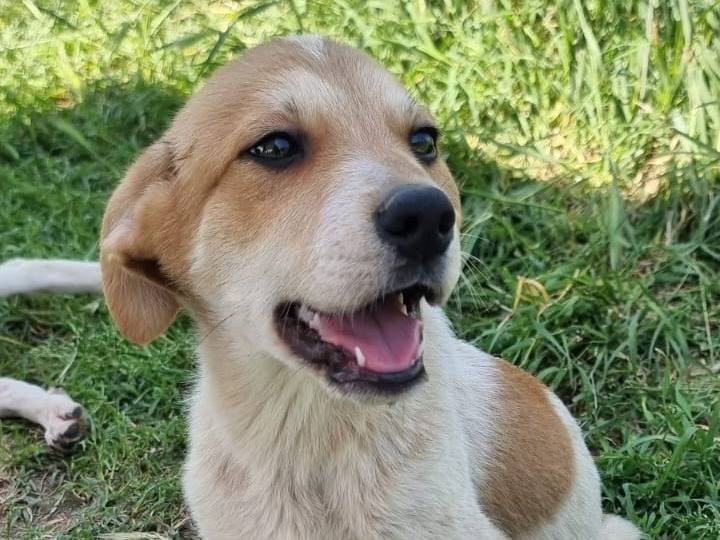 Adotta un cane, maschio, 2 mesi, Pavia
