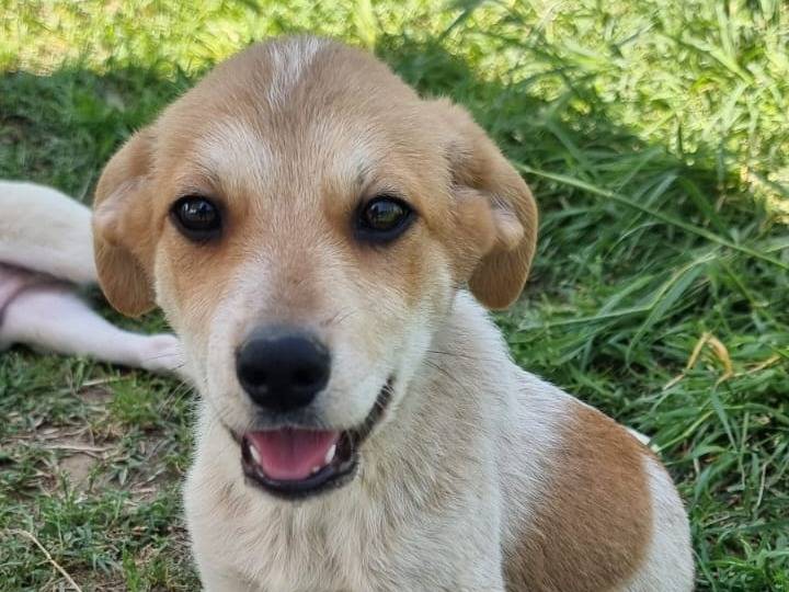 Adotta un cane, taglia media contenuta, maschio, Pavia