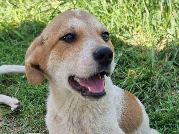 Vuoi adottare un cane a Pavia?