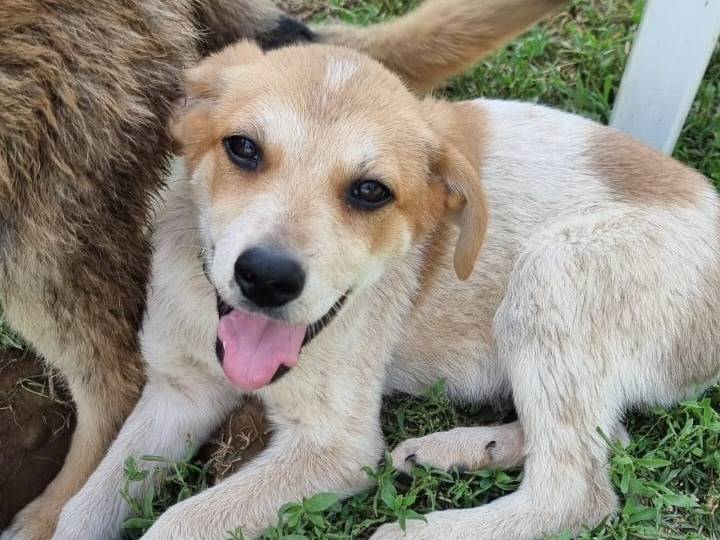 Adotta il cane Jolly a Pavia