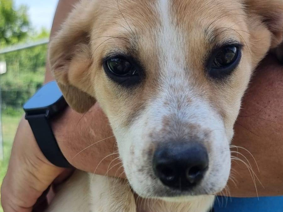 Adotta un cane, taglia media contenuta, maschio, Pavia