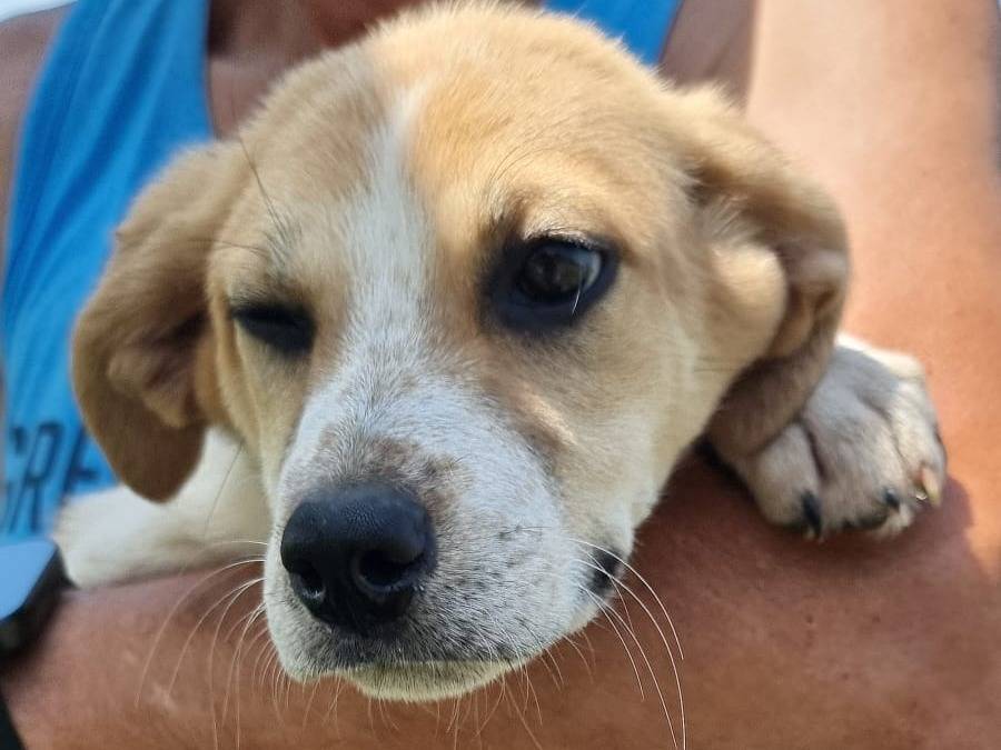 Adotta un cane, maschio, 3 mesi, Pavia