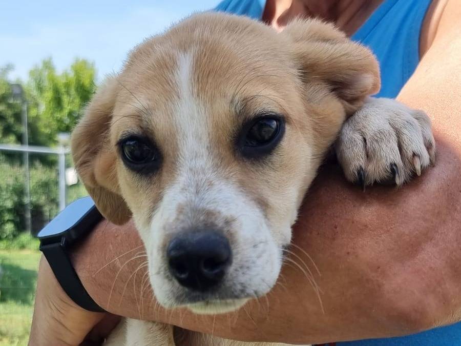 Adozione cane, maschio, Razza sconosciuta Razza sconosciuta, 3 mesi, taglia media contenuta, Pavia