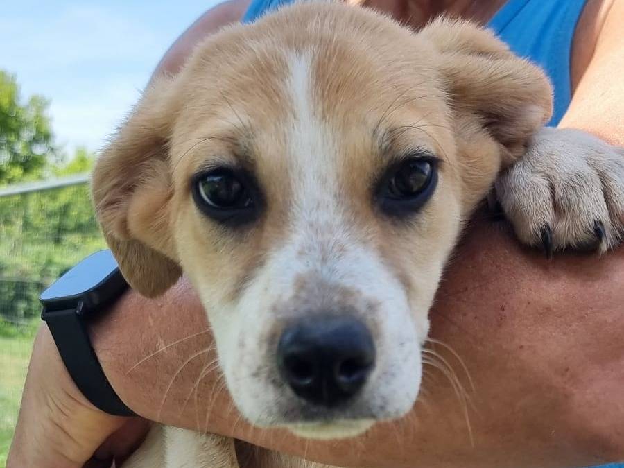 Vuoi adottare un cane a Pavia?