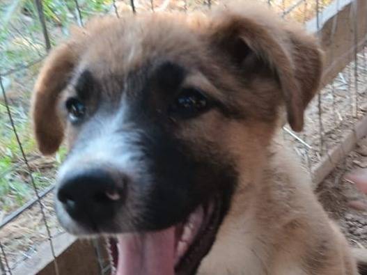 Adozione cane, maschio, Pastore tedesco Razza sconosciuta, 3 mesi, taglia media, Bari