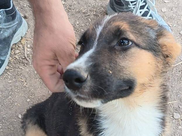 Adotta un cane, maschio, 3 mesi, Bari