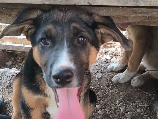 Adotta un cane, taglia media, maschio, Bari