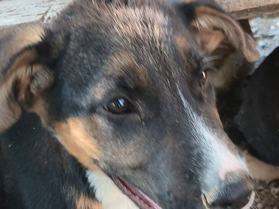 Vuoi adottare un cane a Bari?