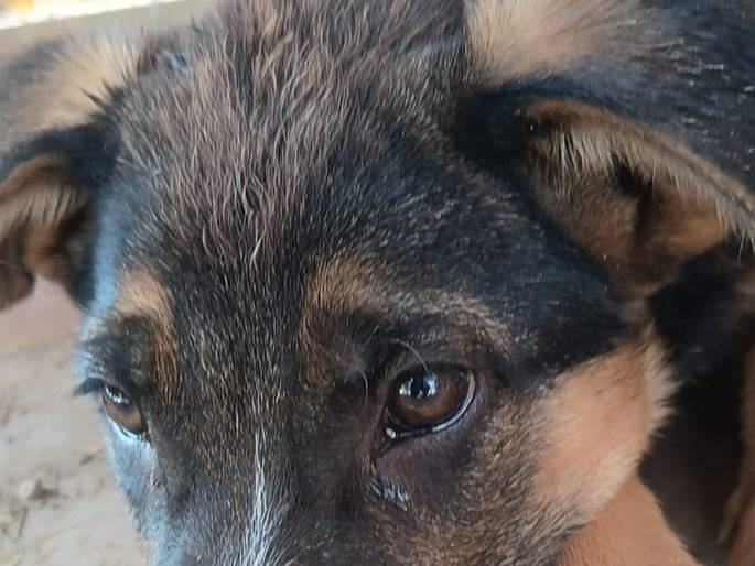 Adotta il cane Leo Bruno Toby a Bari