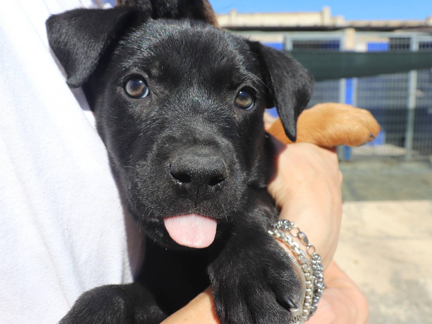 Adozione cane, femmina, Razza sconosciuta Razza sconosciuta, 2 mesi, taglia media, Bari
