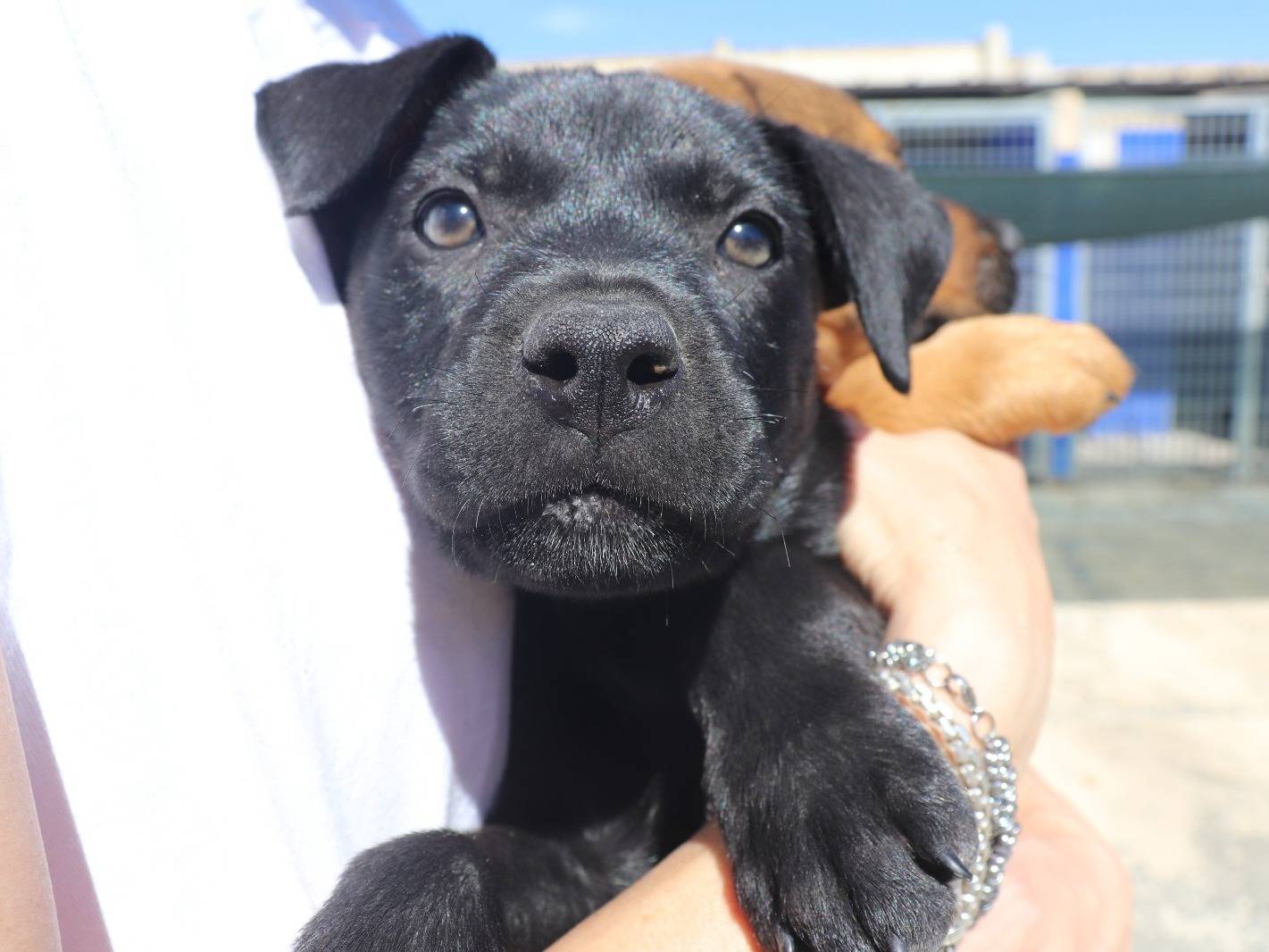 Adotta un cane, femmina, 2 mesi, Bari