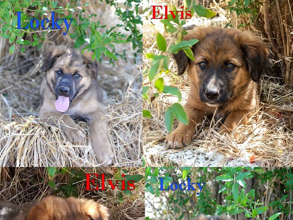 Adozione cane, maschio, Pastore maremmano Pastore tedesco, 2 mesi, taglia piccola, Milano