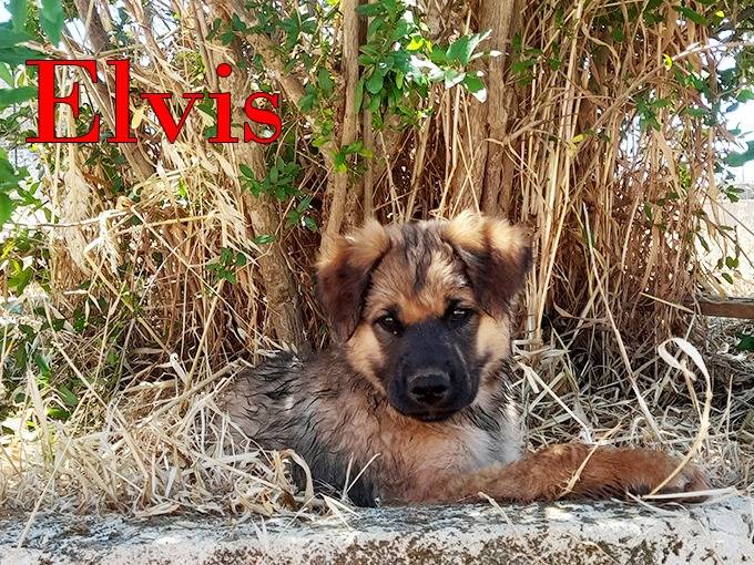 Adotta il cane Locky ed Elvis a Milano