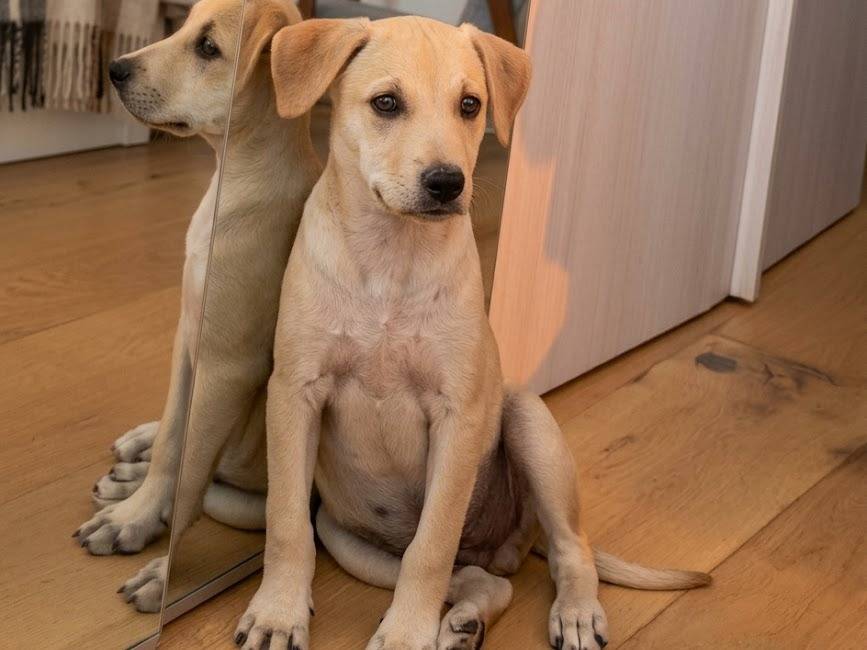 Adozione cane, maschio, Razza sconosciuta Razza sconosciuta, 2 mesi, taglia media, Milano