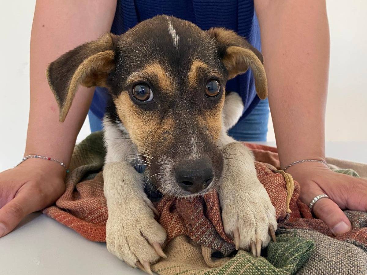 Adozione cane, femmina, Razza sconosciuta Razza sconosciuta, 5 mesi, taglia media contenuta, Caserta
