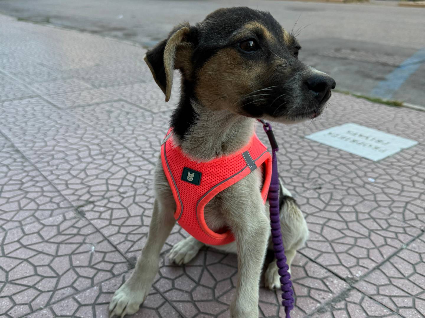 Adotta un cane, femmina, 5 mesi, Caserta