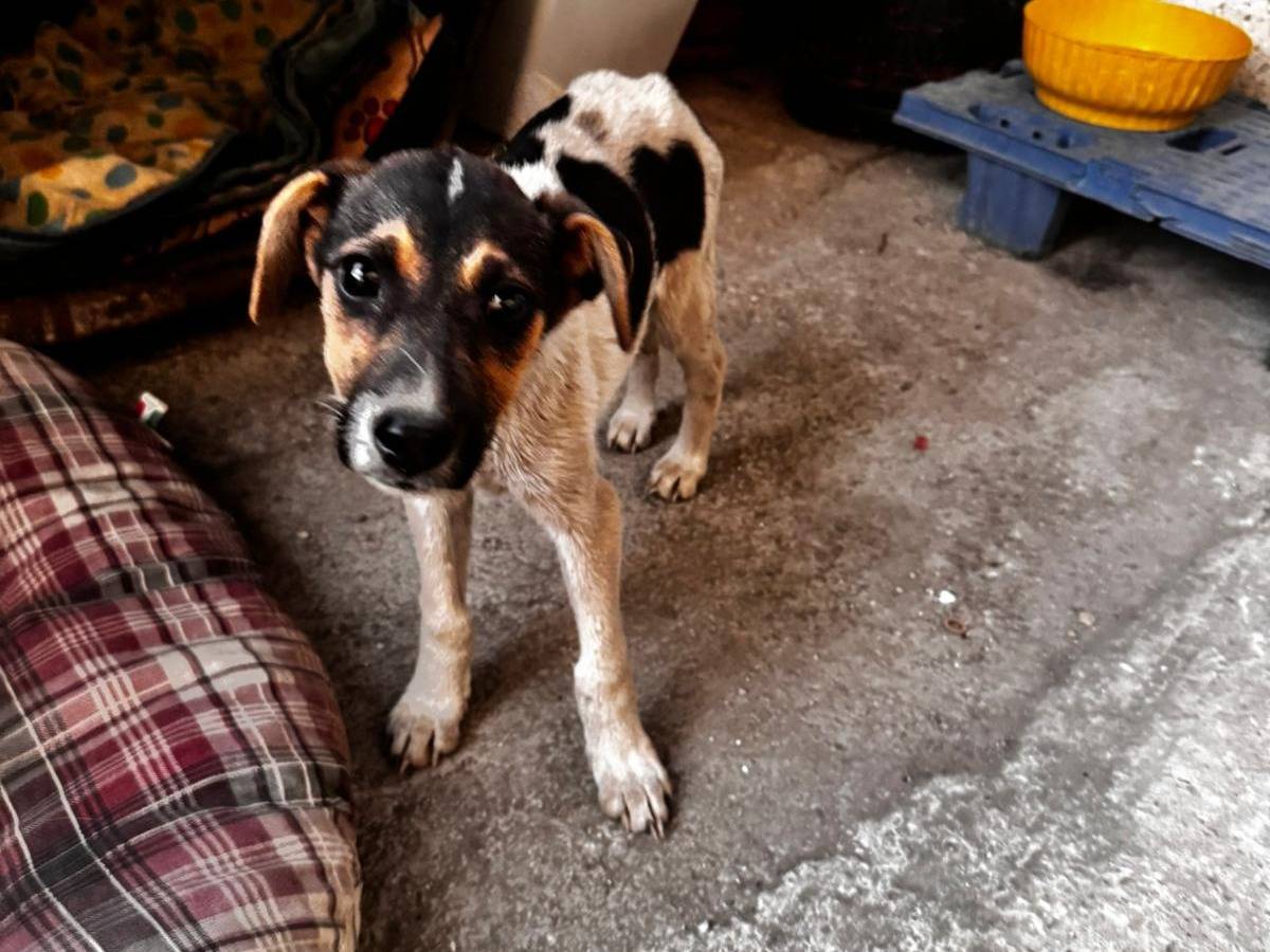 Adotta un cane, taglia media contenuta, femmina, Caserta