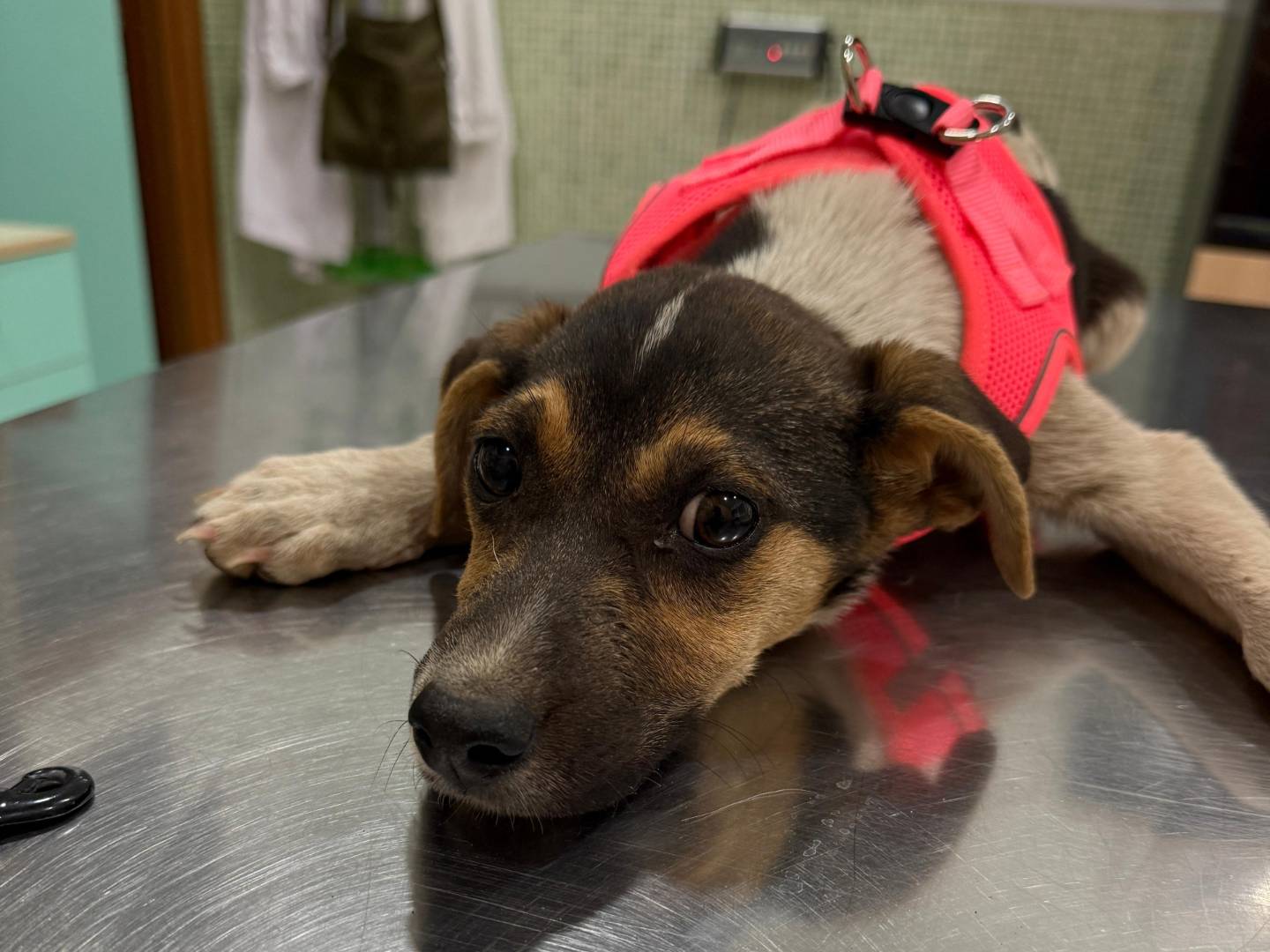 Vuoi adottare un cane a Caserta?