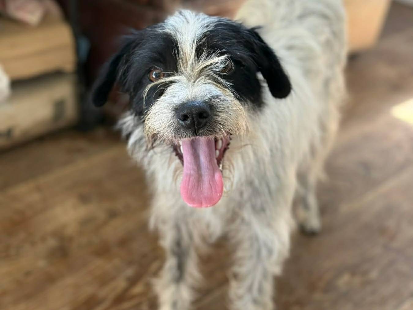 Adotta un cane, taglia media contenuta, femmina, Firenze
