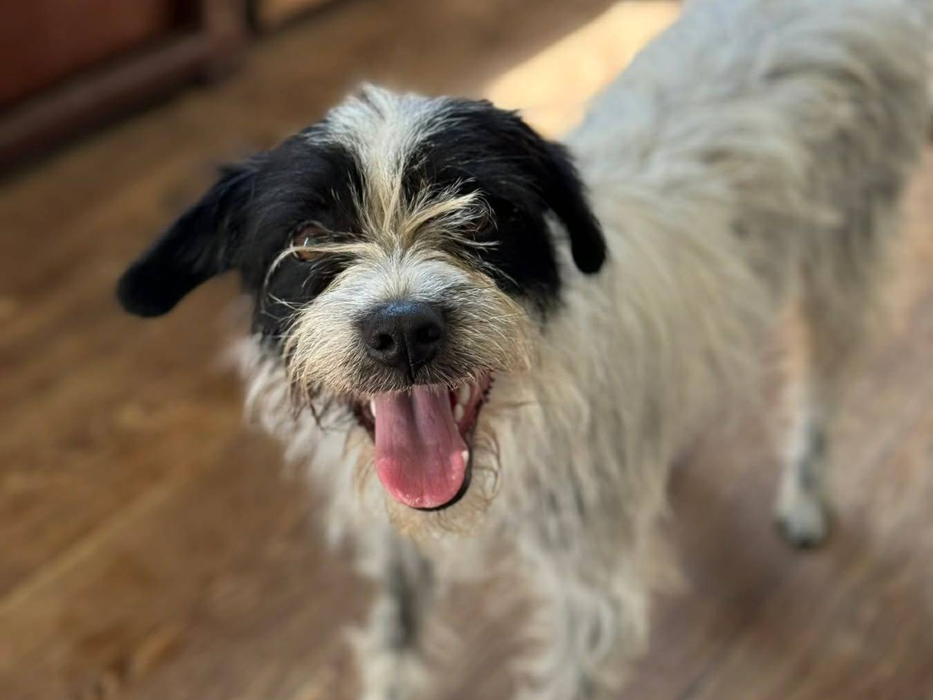 Adotta un cane, femmina, 1 anno e 11 mesi, Firenze