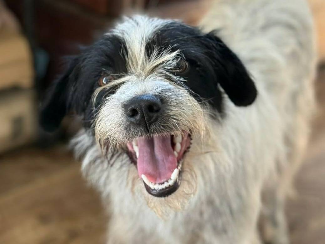 Adozione cane, femmina, Razza sconosciuta Razza sconosciuta, 1 anno e 11 mesi, taglia media contenuta, Firenze