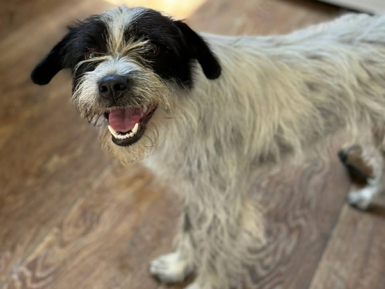 Vuoi adottare un cane a Firenze?