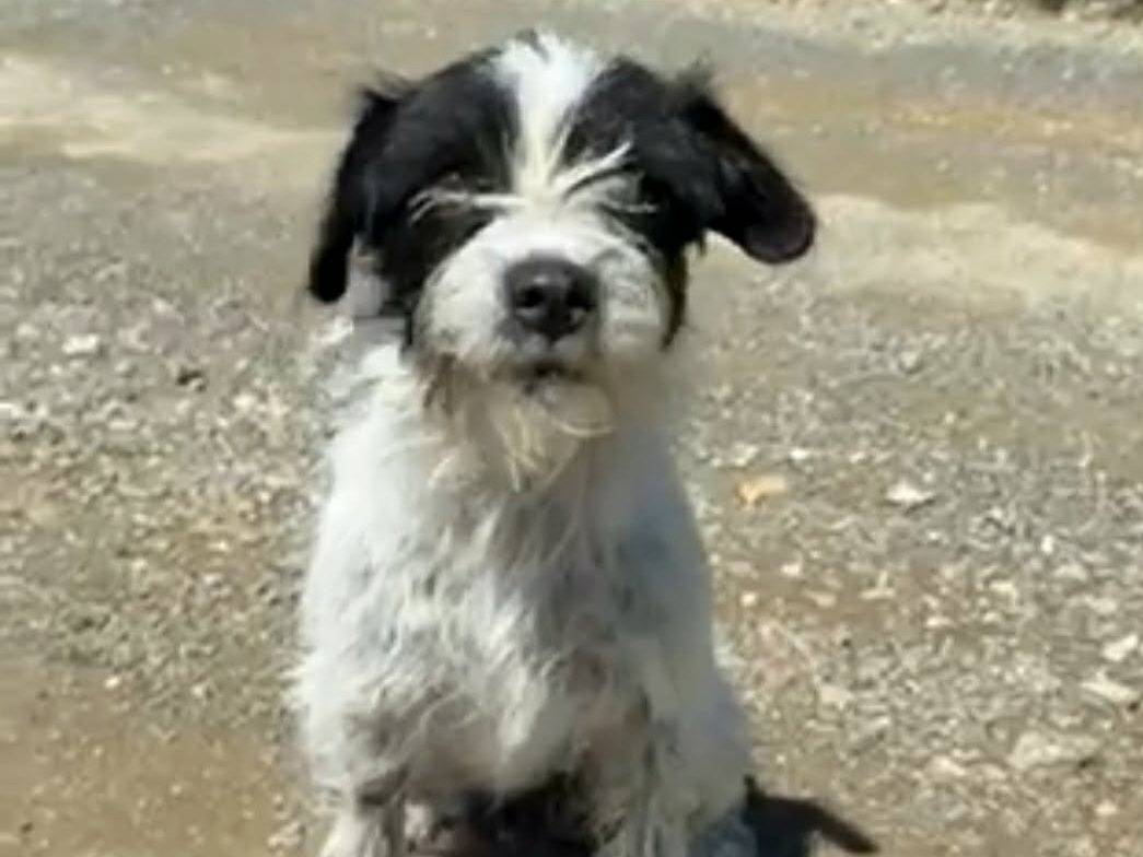 Adotta il cane LISA a Firenze
