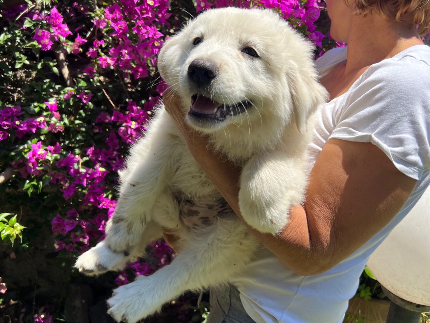 Adotta un cane, taglia gigante, maschio, Roma