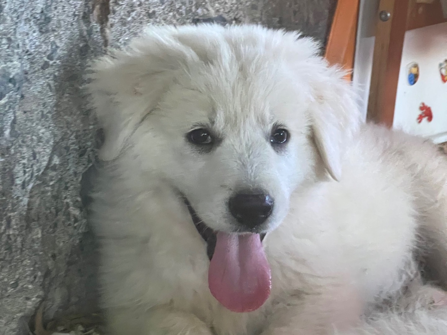 Vuoi adottare un cane a Roma?