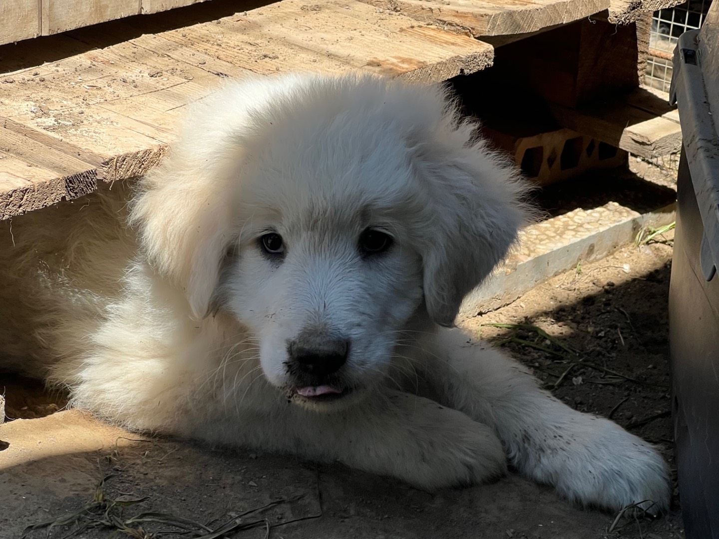 Adotta il cane Golia a Roma