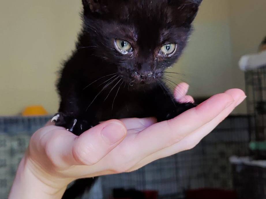Adozione gatto, maschio, Razza sconosciuta Razza sconosciuta, 1 mese, taglia non valida, Bari