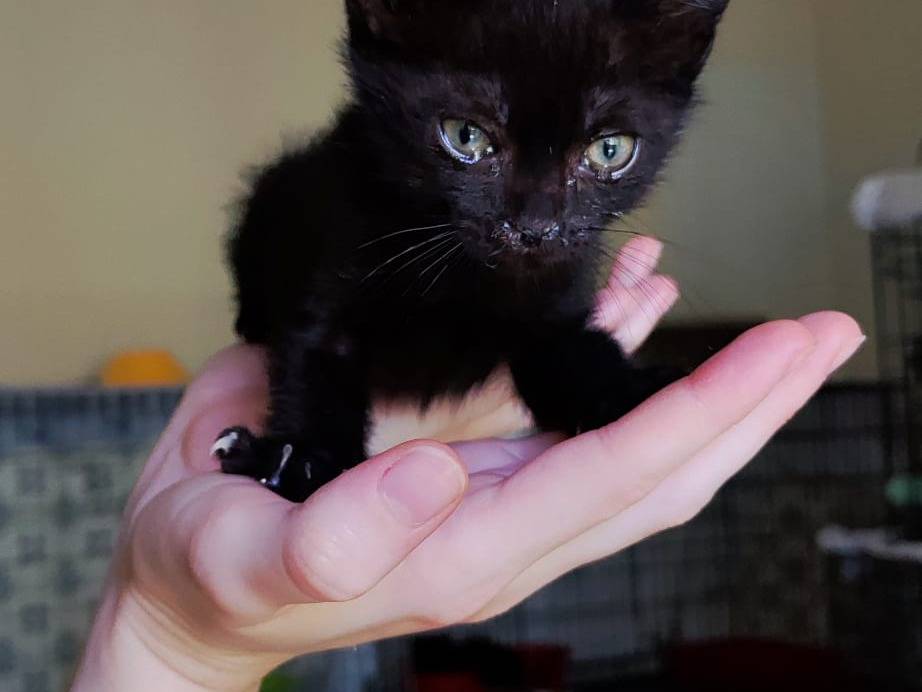Adotta un gatto, maschio, 1 mese, Bari