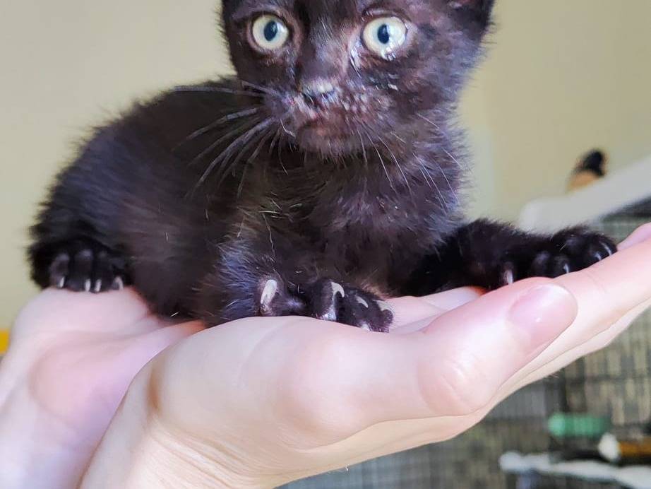 Adotta un gatto, taglia non valida, maschio, Bari