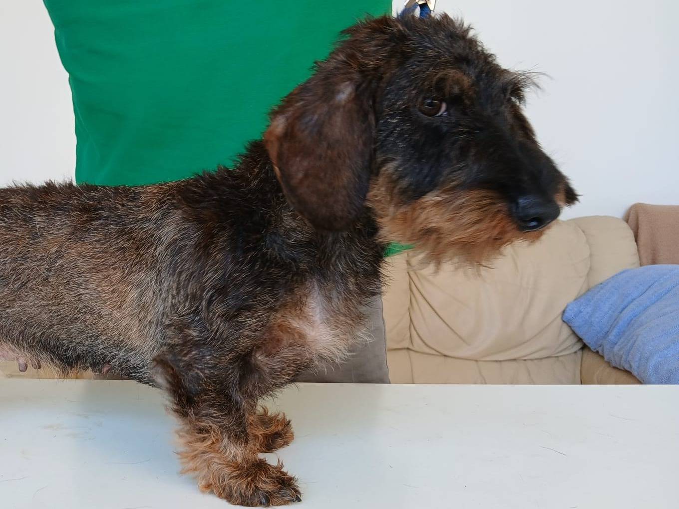 Adozione cane, maschio, Bassotto Razza sconosciuta, 1 anno e 11 mesi, taglia media contenuta, Avellino