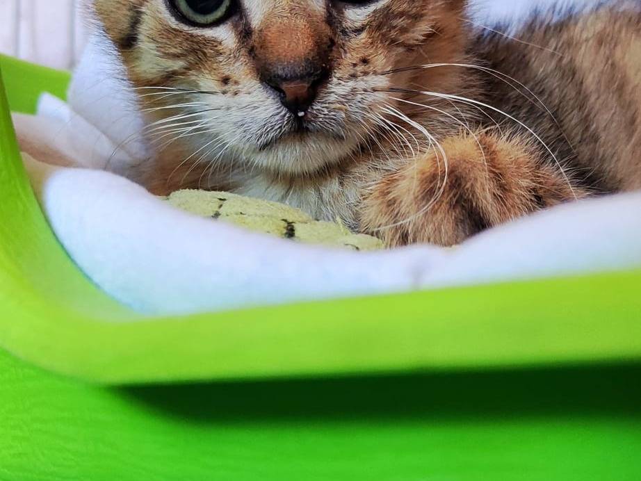 Adotta un gatto, maschio, 2 mesi, Bari