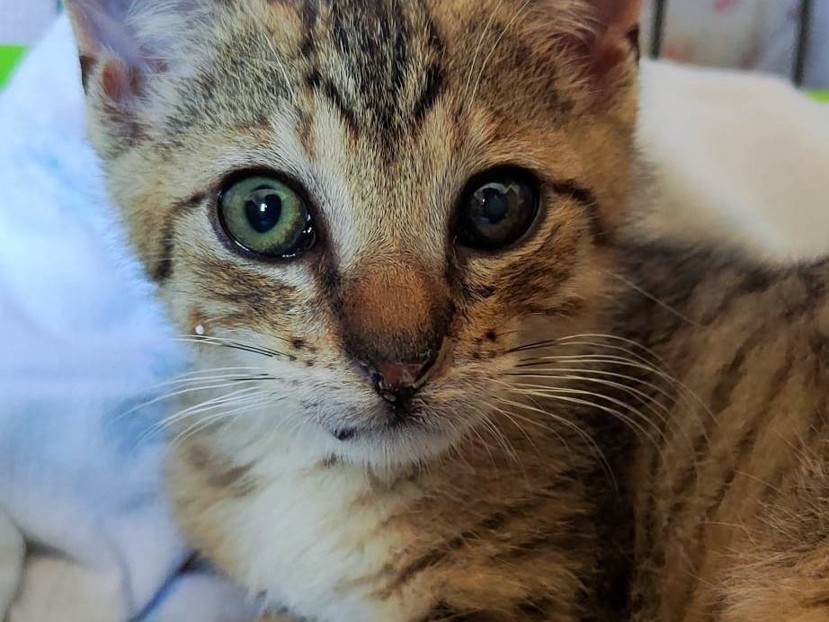 Adotta un gatto, taglia non valida, maschio, Bari