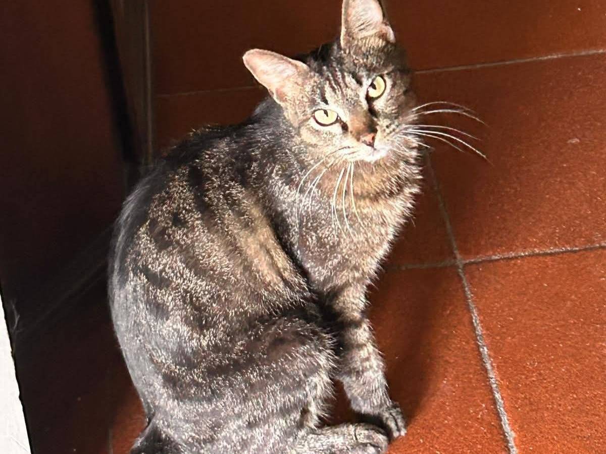 Adozione gatto, femmina, Razza sconosciuta Razza sconosciuta, 1 anno e 3 mesi, taglia non valida, Brescia