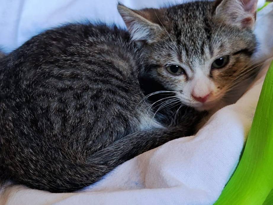 Adozione gatto, maschio, Razza sconosciuta Razza sconosciuta, 2 mesi, taglia non valida, Bari