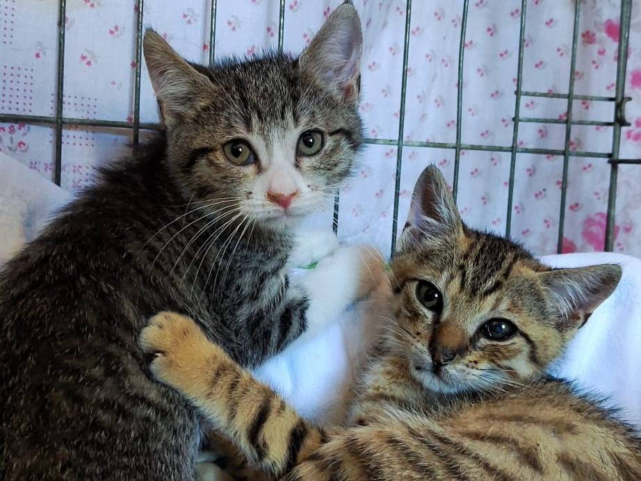 Adotta un gatto, maschio, 2 mesi, Bari