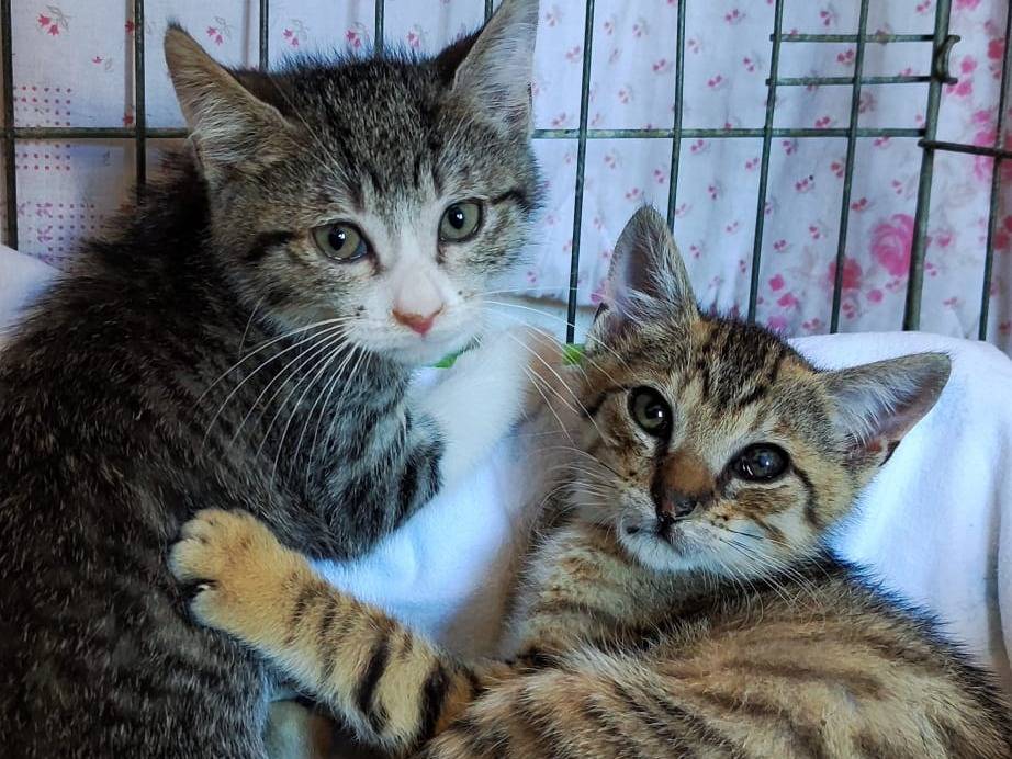 Adotta un gatto, taglia non valida, maschio, Bari