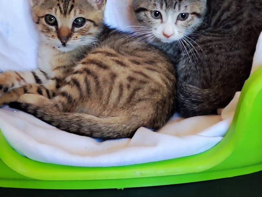 Vuoi adottare un gatto a Bari?