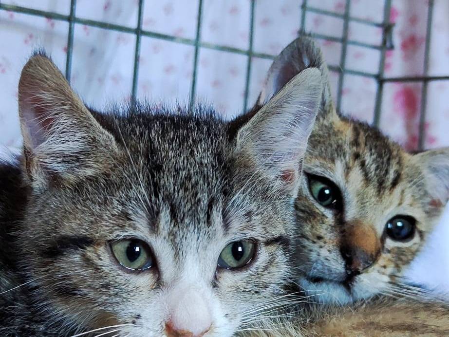 Adotta il gatto Merlino a Bari