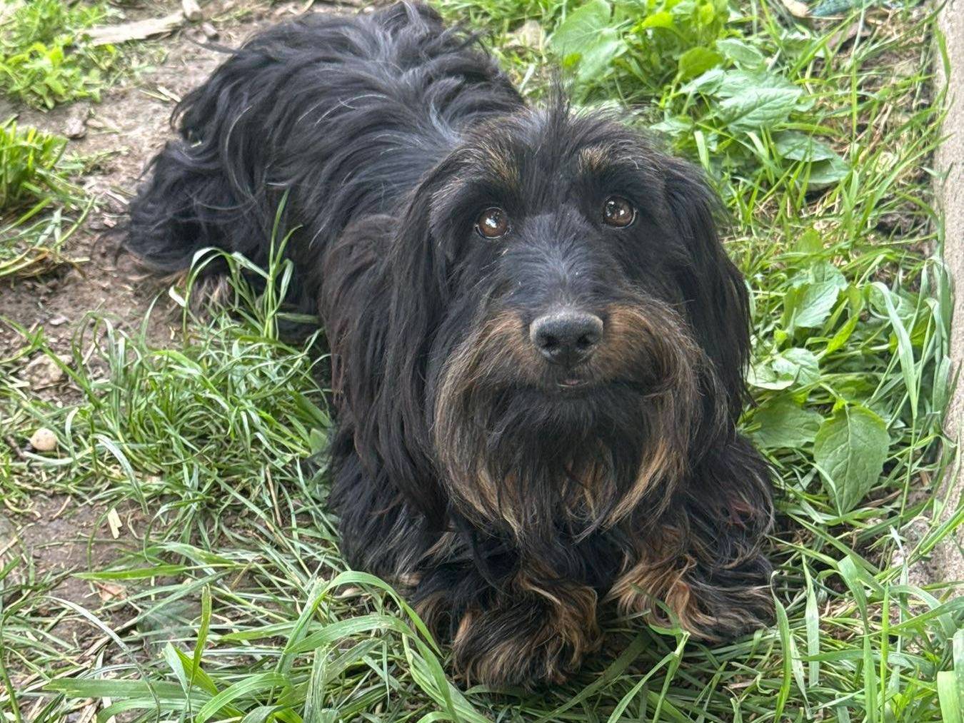 Adotta un cane, taglia piccola, femmina, Firenze