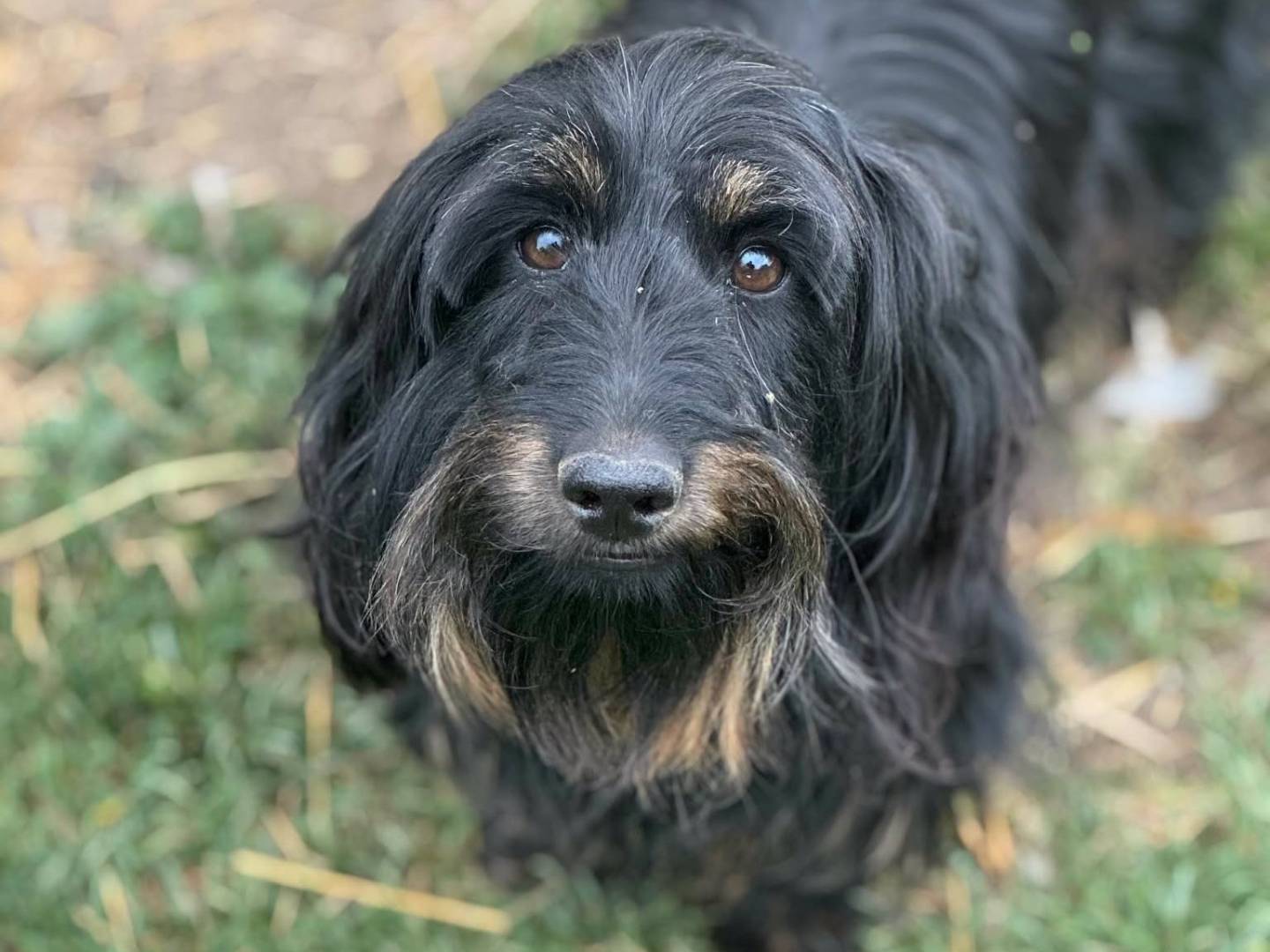 Adozione cane, femmina, Razza sconosciuta Razza sconosciuta, 2 anni, taglia piccola, Firenze