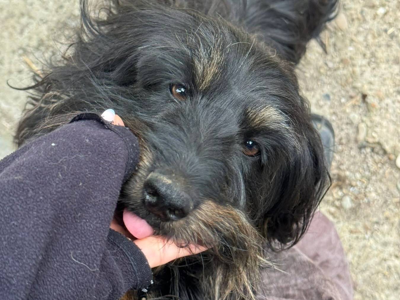 Vuoi adottare un cane a Firenze?