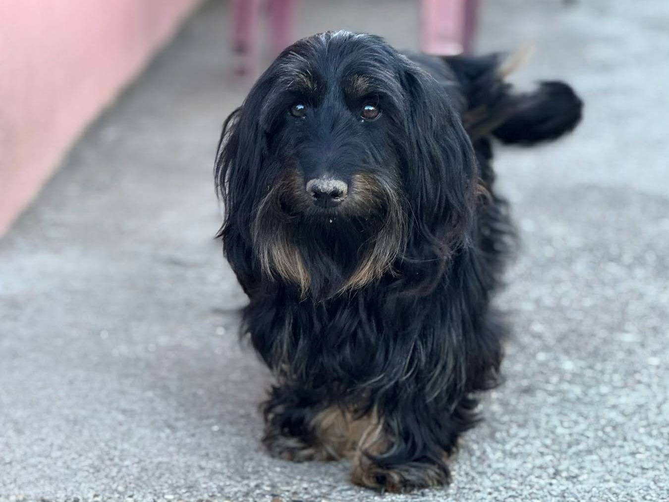 Adotta un cane, femmina, 2 anni, Firenze